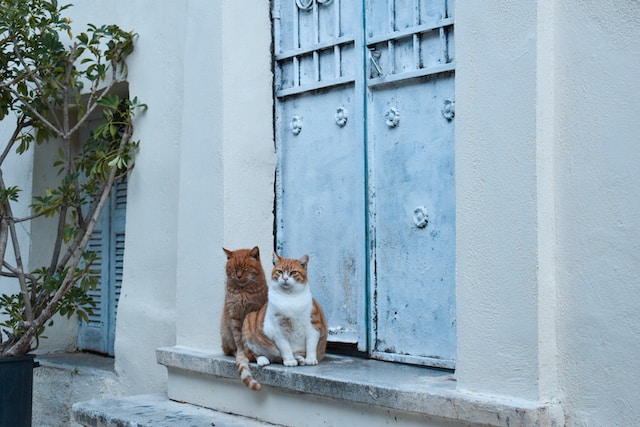 Deux chats sur le rebord d'une fenêtre dans le quartier d'Anafiotika, Athènes