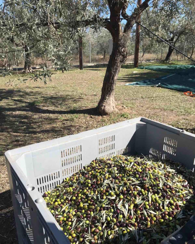 après le ramassage des olives, elles sont stockées dans de grandes caisses puis envoyées le jour même au moulin pour être pressées