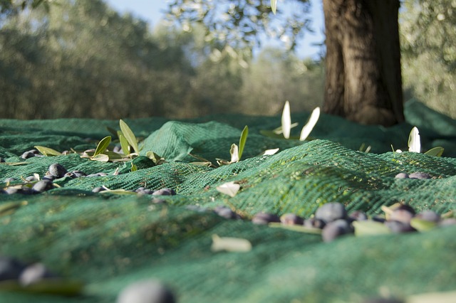 de grands filets sont placés sous les olivier pour recueillir les olives que l'on fait tomber des arbres