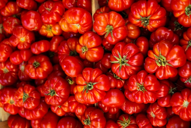 Les batala, tomates avec des stries profondes, souvent utilisées pour préparer les yemista (tomates farcies aux herbes et riz)