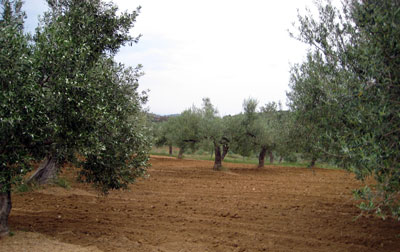L'oliveraie de Kefalas