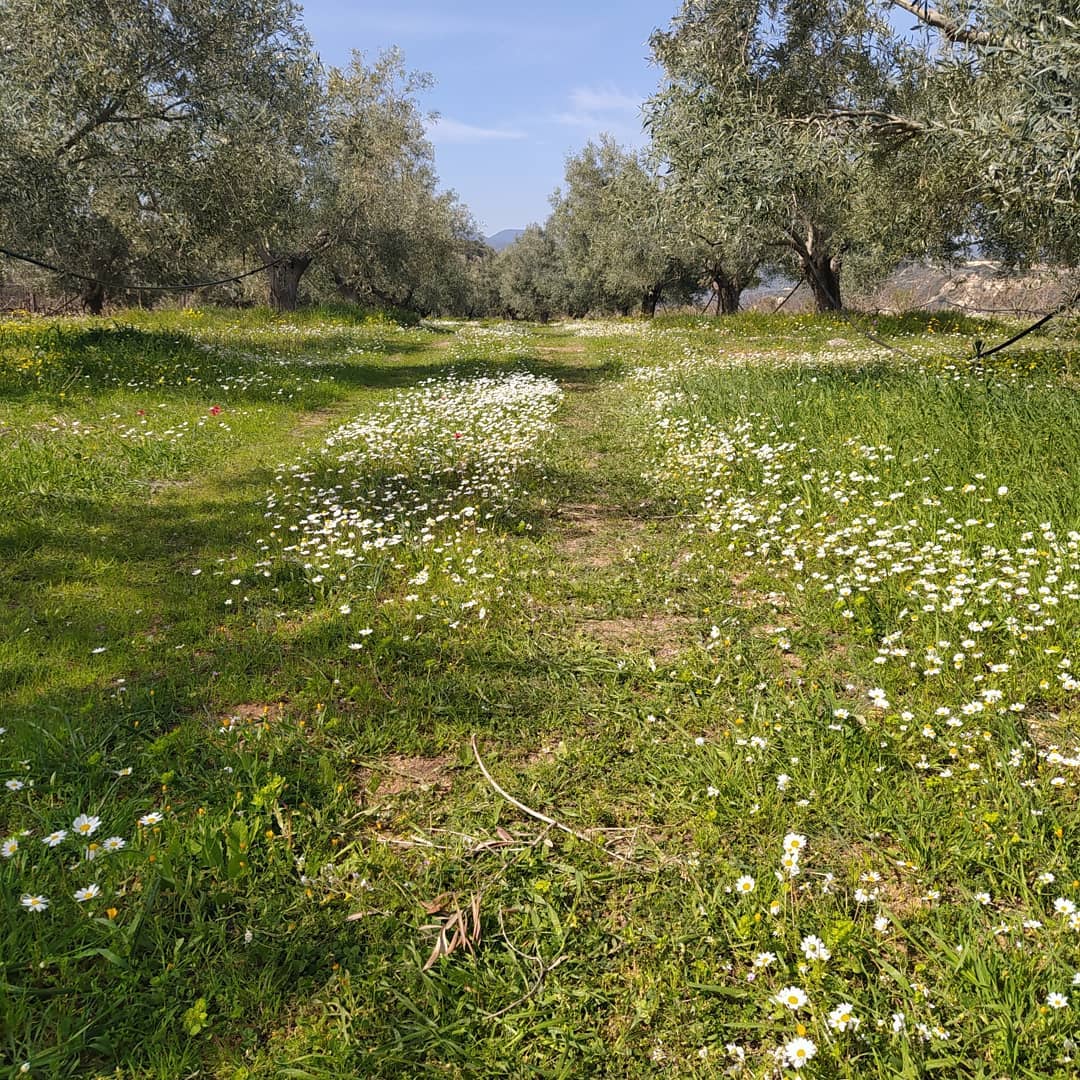 L'oliveraie biologique du domaine telhinia, à proximité de Corinthe, en grèce