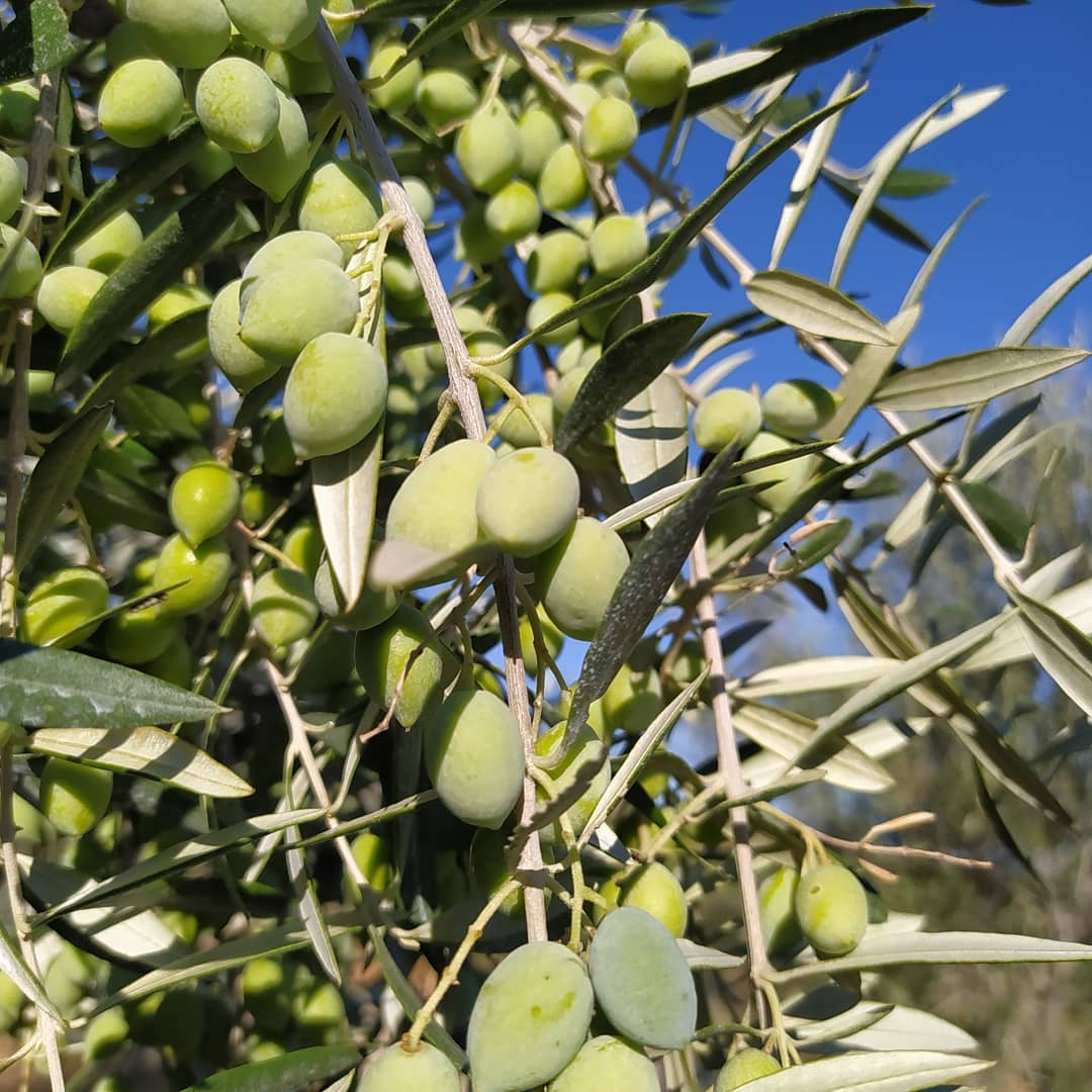 Les olives de la variété koroneïki, poussant sur leur olivier, dans l'oliveraie biologique du domaine Telhinia, à proximité de Corinthe en Grèce