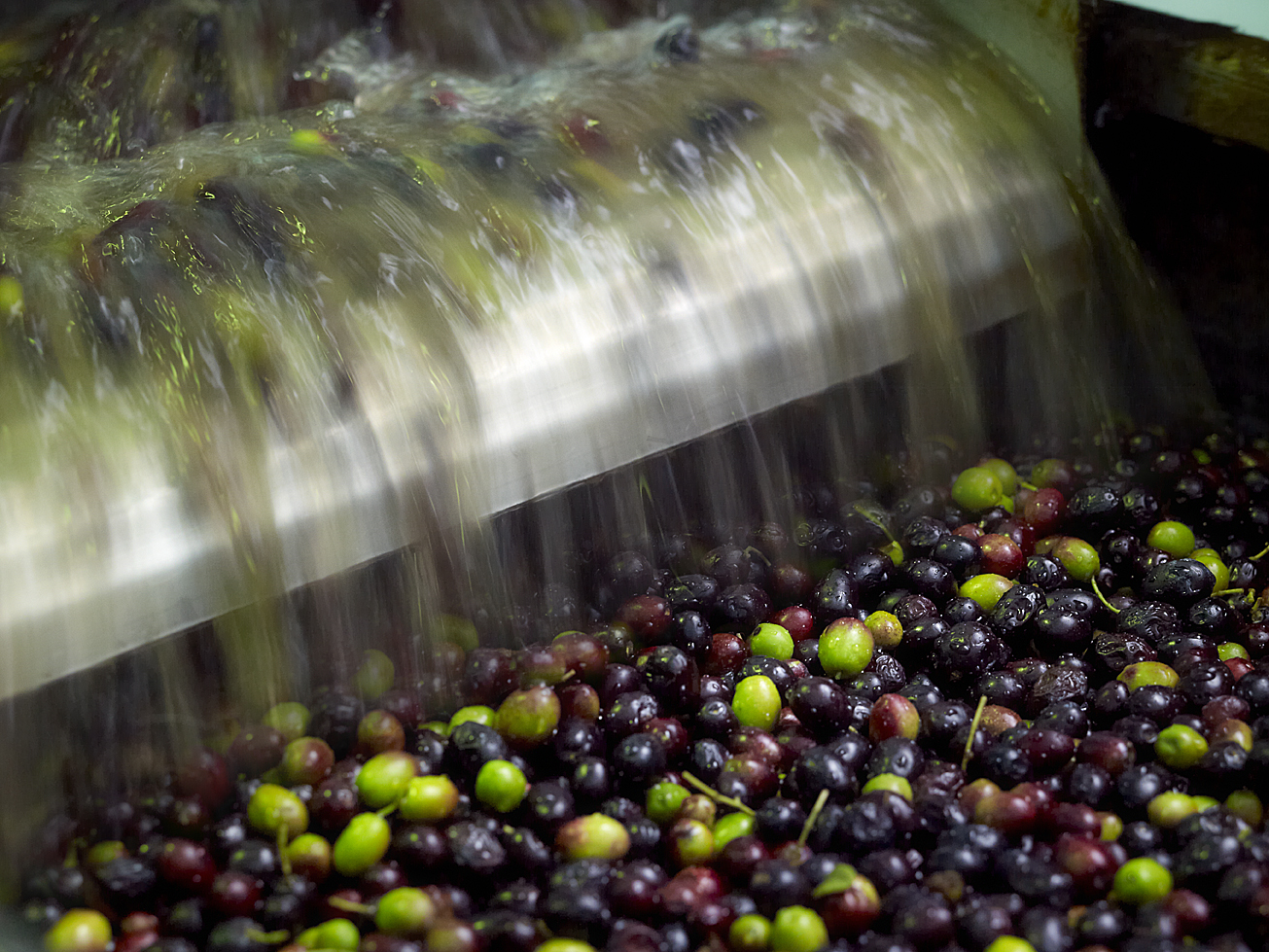 Une fois triées, les olives sont lavées pour les débarrasser de leurs impuretés