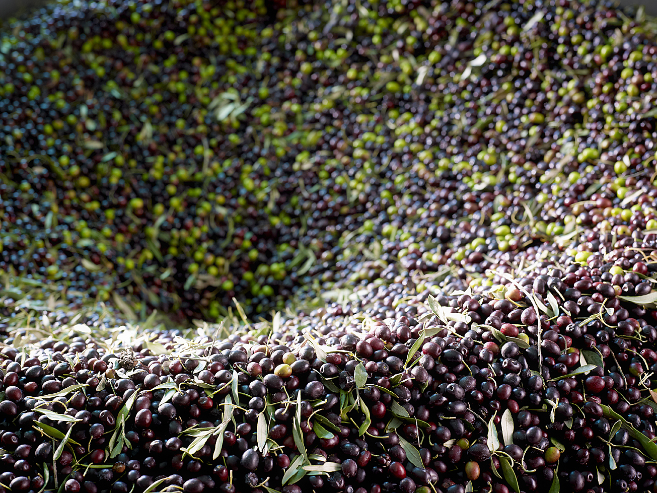 Les olives sont triées plusieurs fois pour séparer les feuilles et branches des fruits
