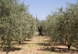 Ev Zin n°2 - Octobre 2021 | La Grèce, le pays de l'olivier