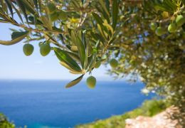 La vie d'une olive : particularités des olives à huile et des olives de table