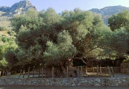 Les oliviers crétois, ces arbres ancestraux !