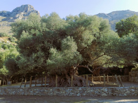 L'olivier millénaire de Kavousi, Crète