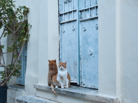 Deux chats à anafiotika, Athènes